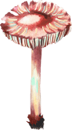 Mushrooms