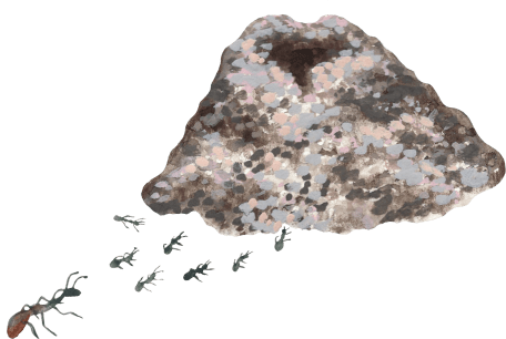 Anthill